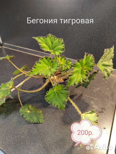 Комнатные цветы