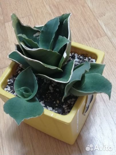 Комнатные растения 6