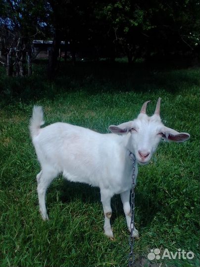 Распродажа стада коз