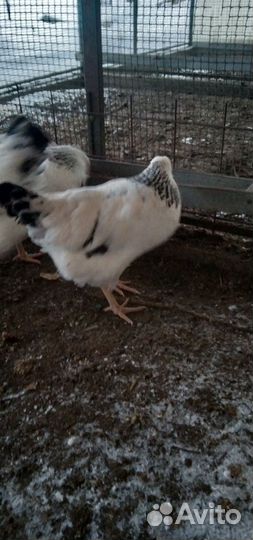 Куры Адлеровская серебристая