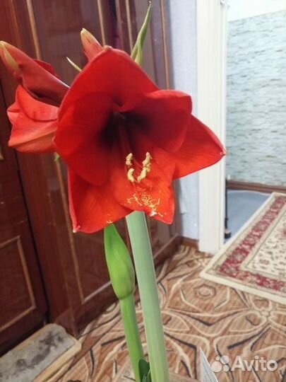 Амариллис