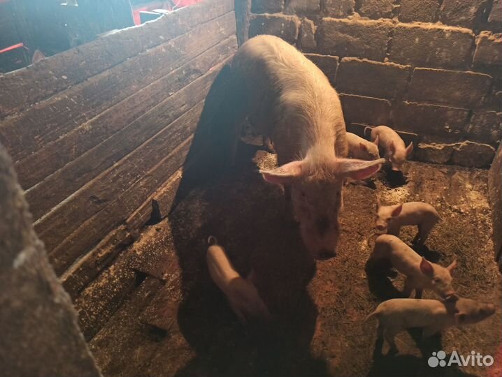 Поросята месячные