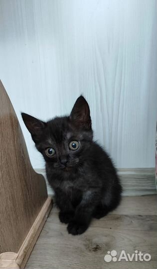 Котёнок ищет хозяина