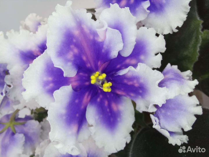 Фиалки (сенполии)