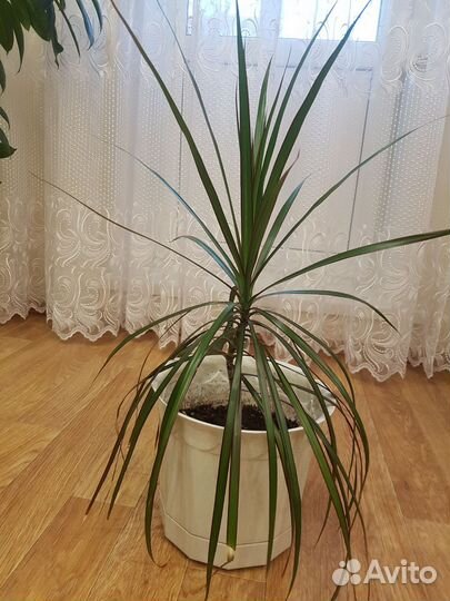 Пальма драцена