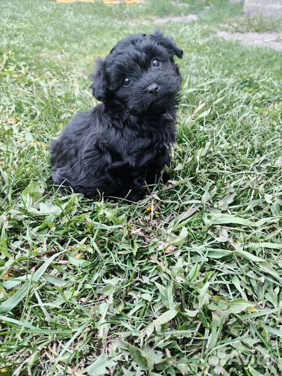 Маленькая собака