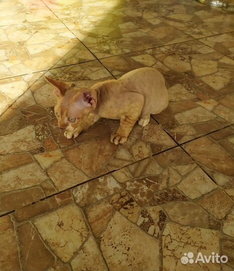 Котята девон-рекс