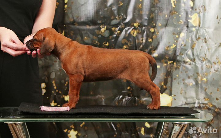 Девочка Родезийского Риджбека