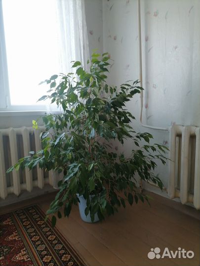 Фикус бенджамина