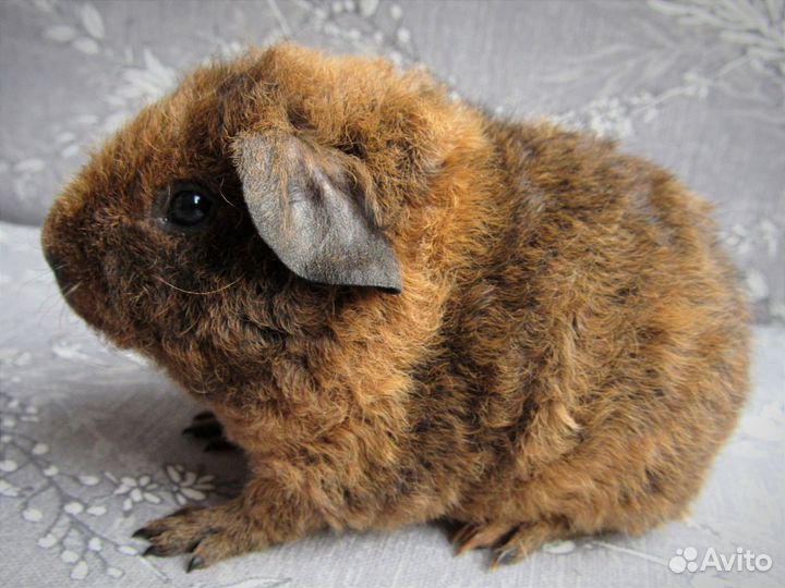 Морская свинка американский тедди