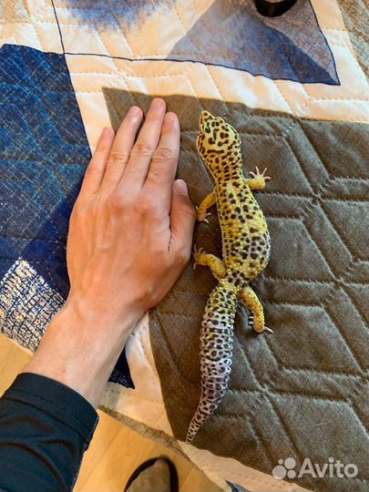 Эублефары малыши