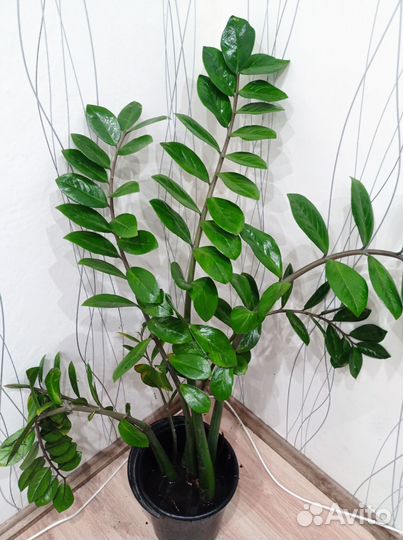 Замиокулькас долларовое дерево