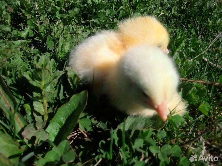 Цыплята адлерская серебристая, бройлеры росс 308