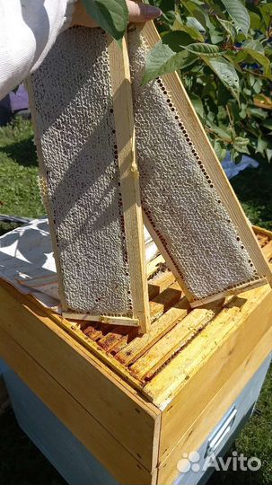 Мёд разнотравье и цветочно-гречичный