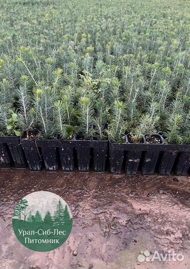 Сосна зкс окс сеянцы Ель Лиственница Голуб Горная