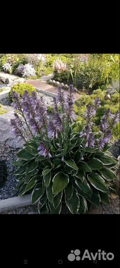 Многолетняя хоста