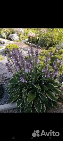 Многолетняя хоста