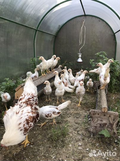 Куры йокогама