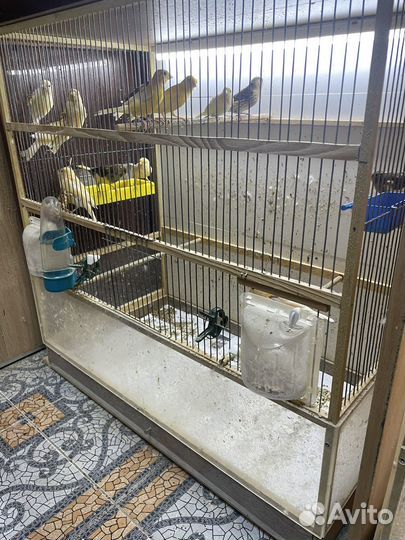 Кенар и канарейки