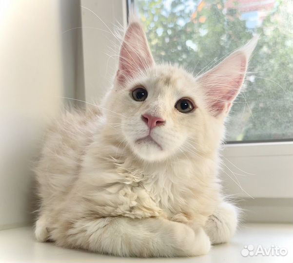 Котята мейн-кун