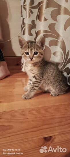 Котенок девочка в добрые руки