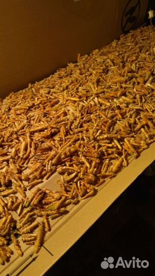 Побеги сосны