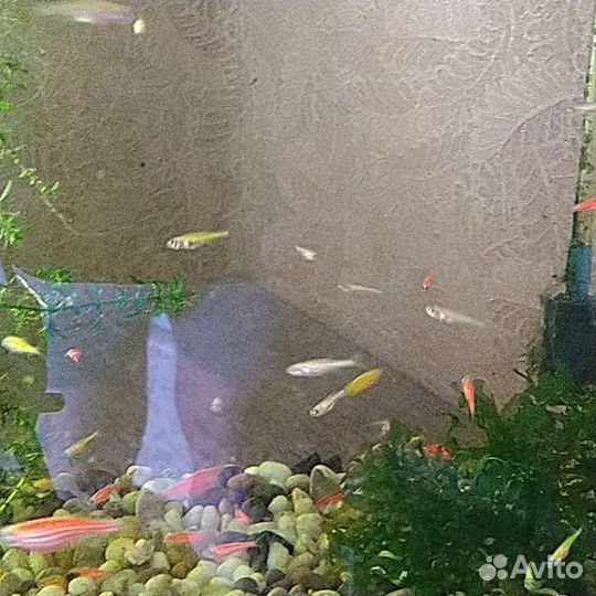 Рыбки данио