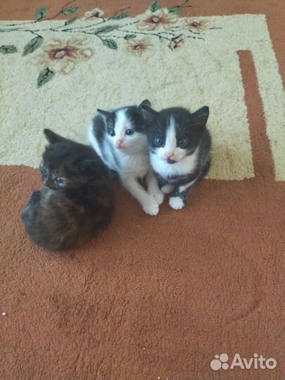 Котята в добрые руки