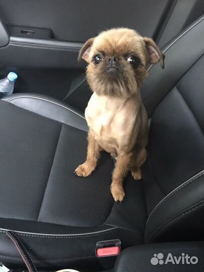 Брюссельский гриффон Марти ищет девочку (вязка)