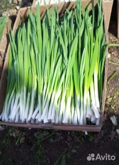 Лук зеленый свежей срезки с доставкой LUK-2242