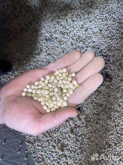 Горох кормовой