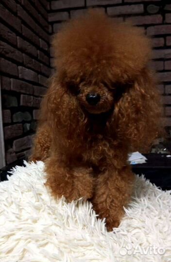 Той-пудель (вязка)