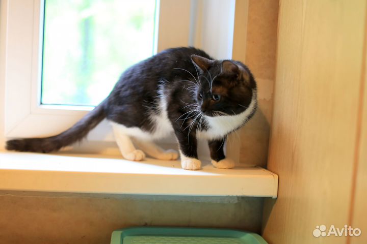 Котик 1 год, в добрые руки