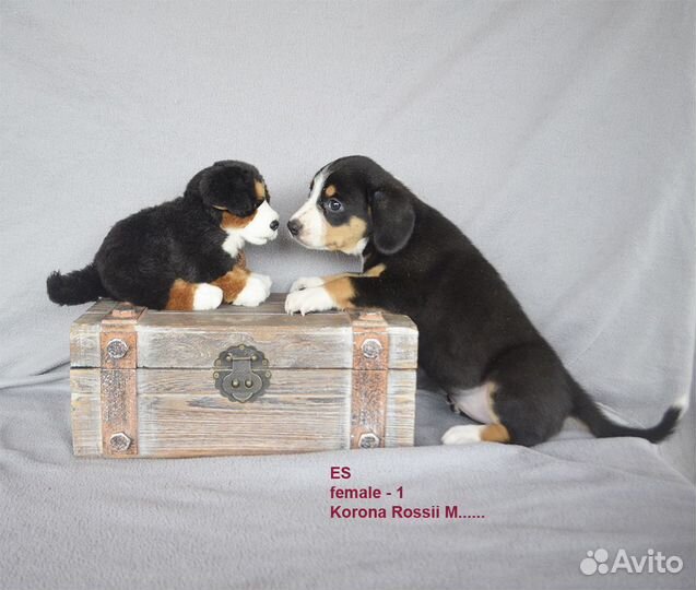 Энтлебухер зенненхунд (щенки)