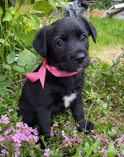 Забавные щеночки особой породы