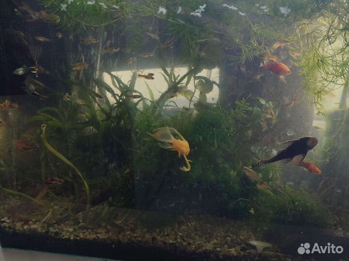 Растения для аквариума