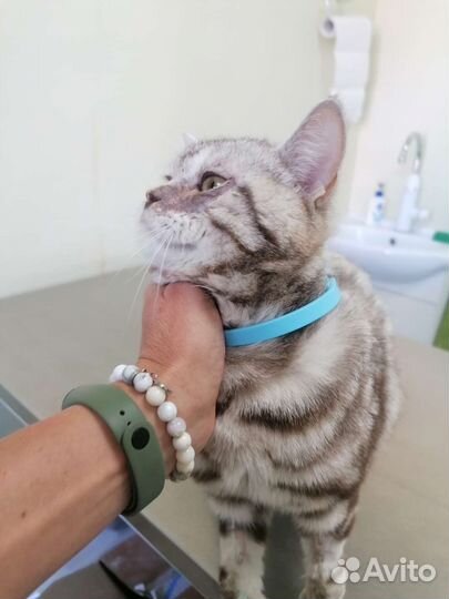 Кот шотландский в хорошие руки