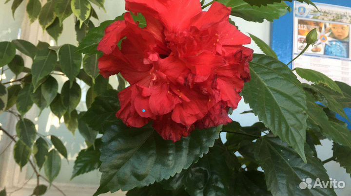 Китайские розы