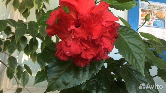 Китайские розы