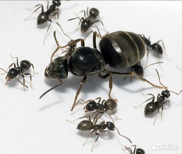 Муравьи lasius niger