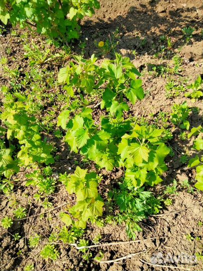 Саженца смородины чёрная и красная