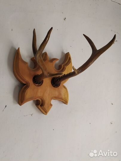 Рога Сибирской касули