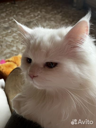 Передержка котов/собак мелких пород