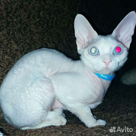 Девон-рекс вязка