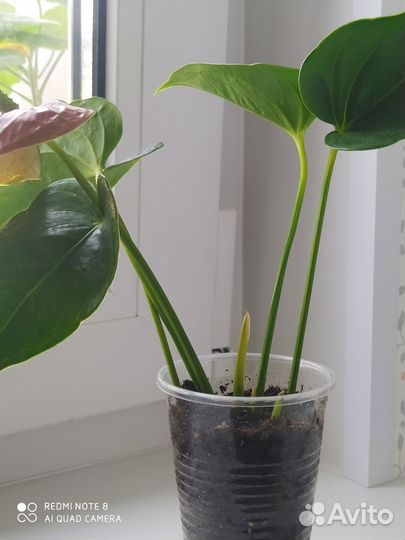 Антуриум, Комнатные цветы