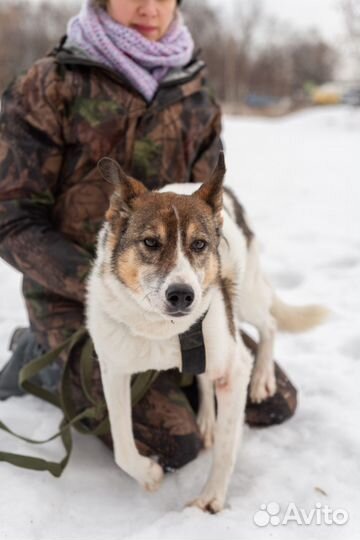 Умничка хочет жить дома