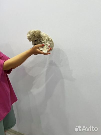 Мальтипу микро Корея эстетический men пепел beige