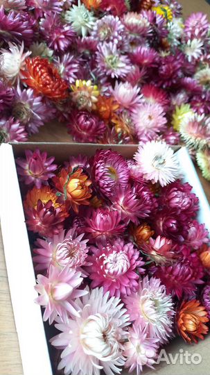 Гелихризум, сухоцветы