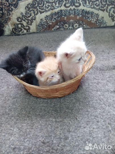 Котята отдам даром