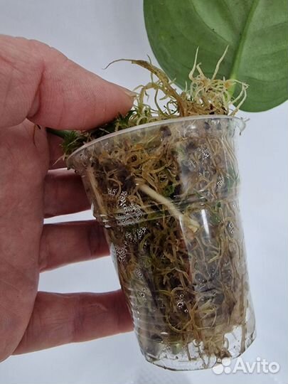 Сциндапсусы и эпипремнумы